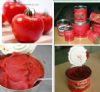 36-38% cb tomato paste in drum